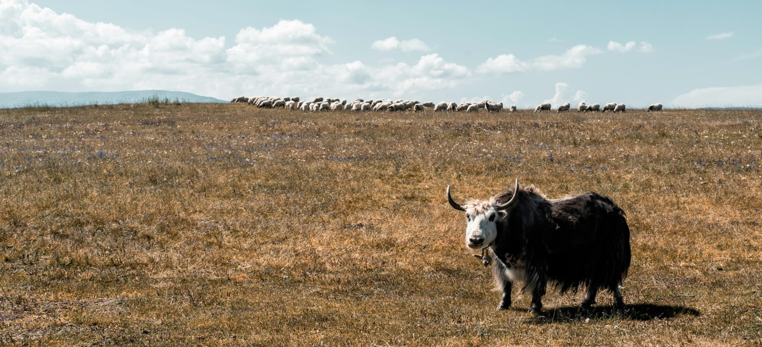 Collection Yak laine