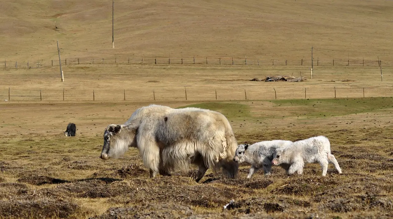 Yak de Mongolie dont la laine naturelle est utilisée pour fabriquer des vêtements chauds femme