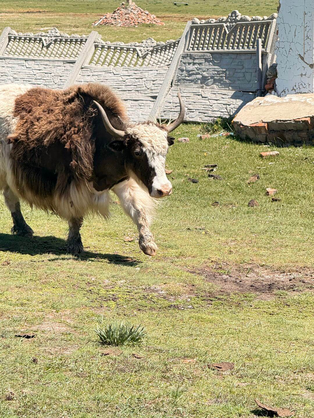 Yak brun élevé dans les montagnes pour la production de laine de yak premium