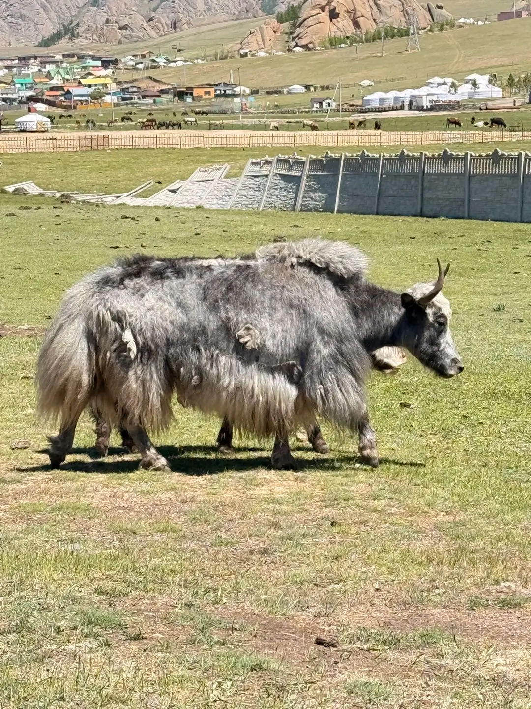 yak clair fibre rare