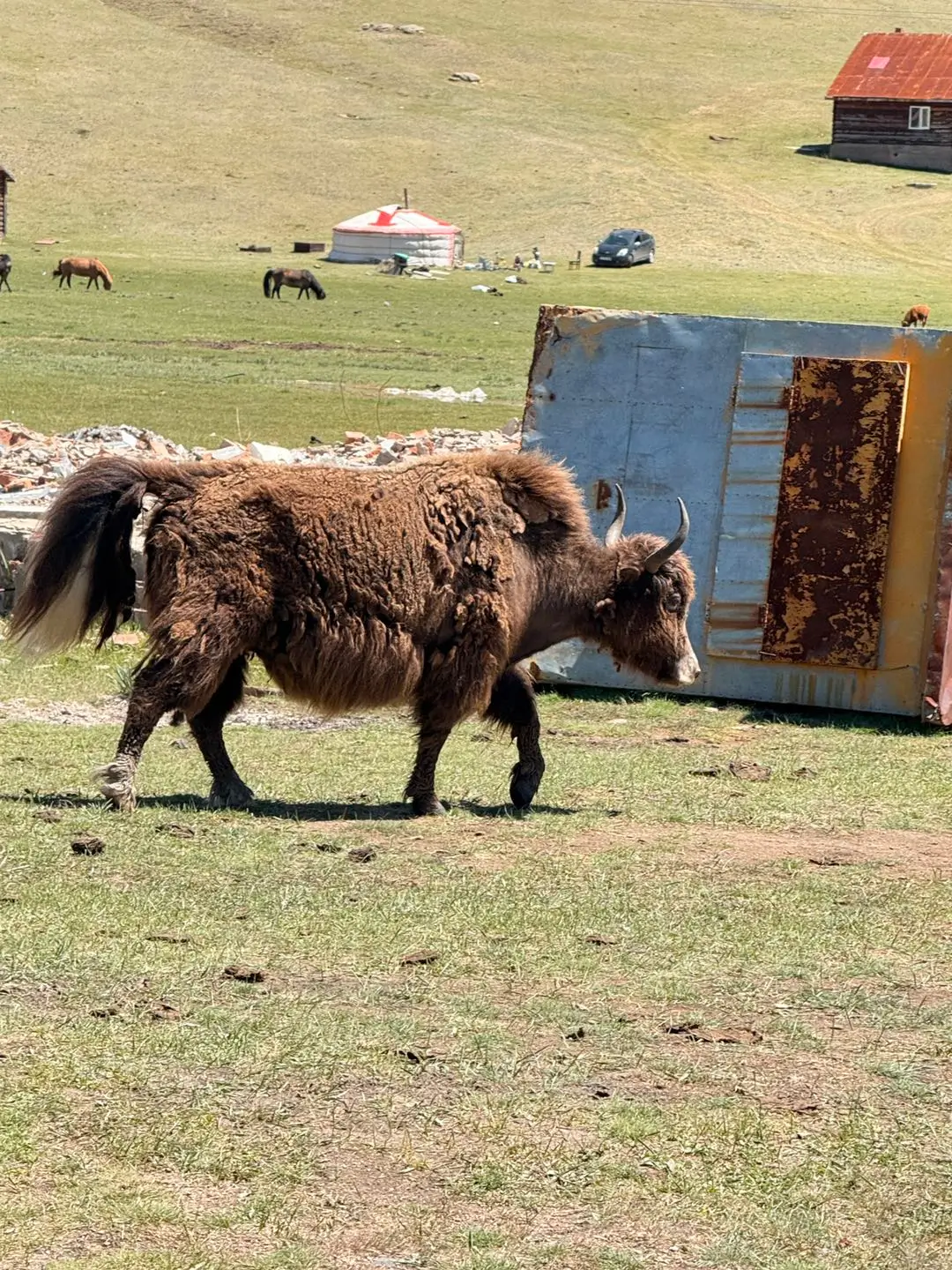 Yak brun en Mongolie produisant une laine naturelle chaude et résistante