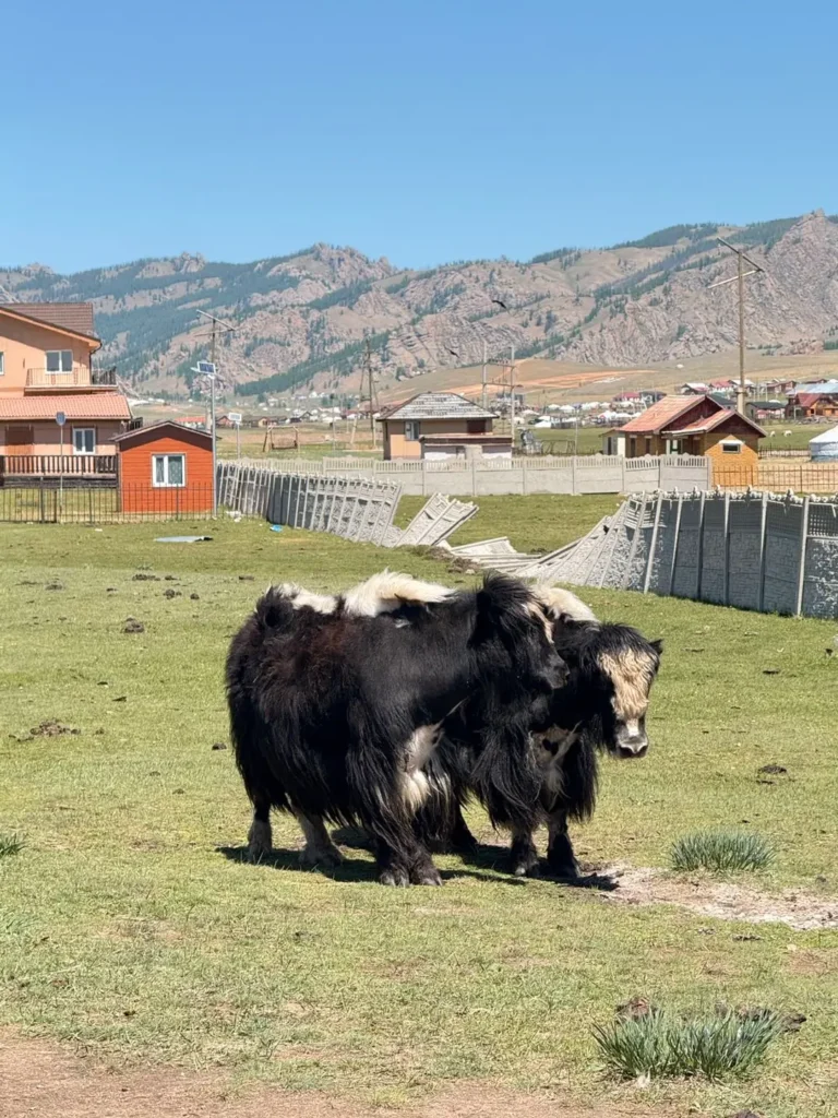 Deux yaks noirs dans les steppes de Mongolie produisant une fibre naturelle chaude